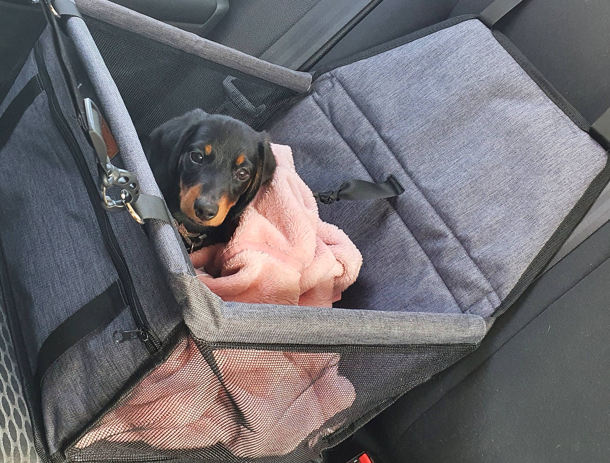 Stark participe au concours pour gagner de l'argent avec cette photo : armrest, auto_part, canidae, car_seat, car_seat_cover, carnivore, comfort, companion_dog, couch, dog, dog_breed, guard_dog, sitting, sporting_group, vehicle_door, working_dog