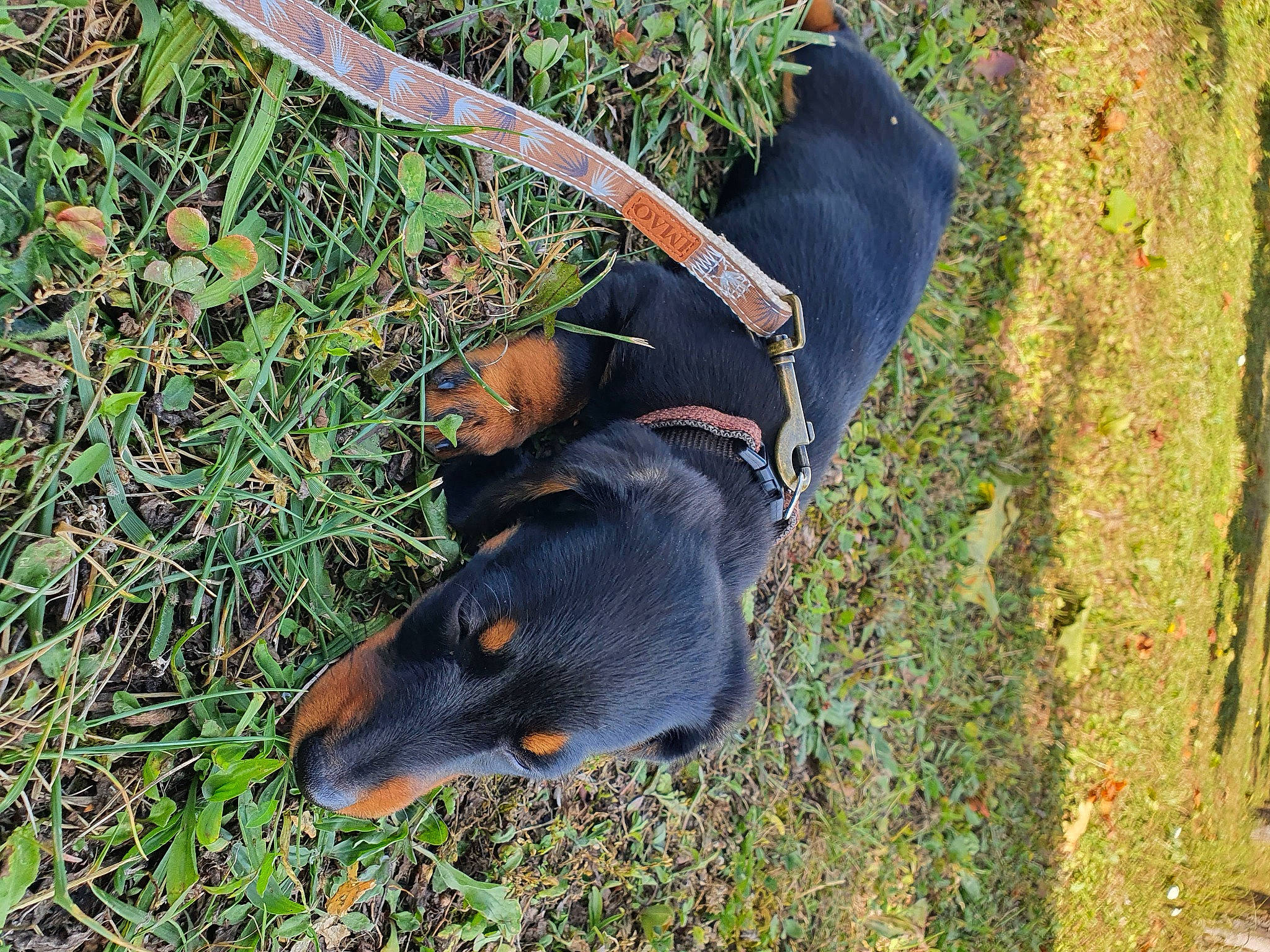 Stark participe au concours pour gagner de l'argent avec cette photo : canidae, carnivore, collar, companion_dog, dog, dog_breed, fawn, grass, groundcover, guard_dog, montenegrin_mountain_hound, plant, rottweiler, shadow, snout, soil, sporting_group, terrestrial_animal, working_animal, working_dog