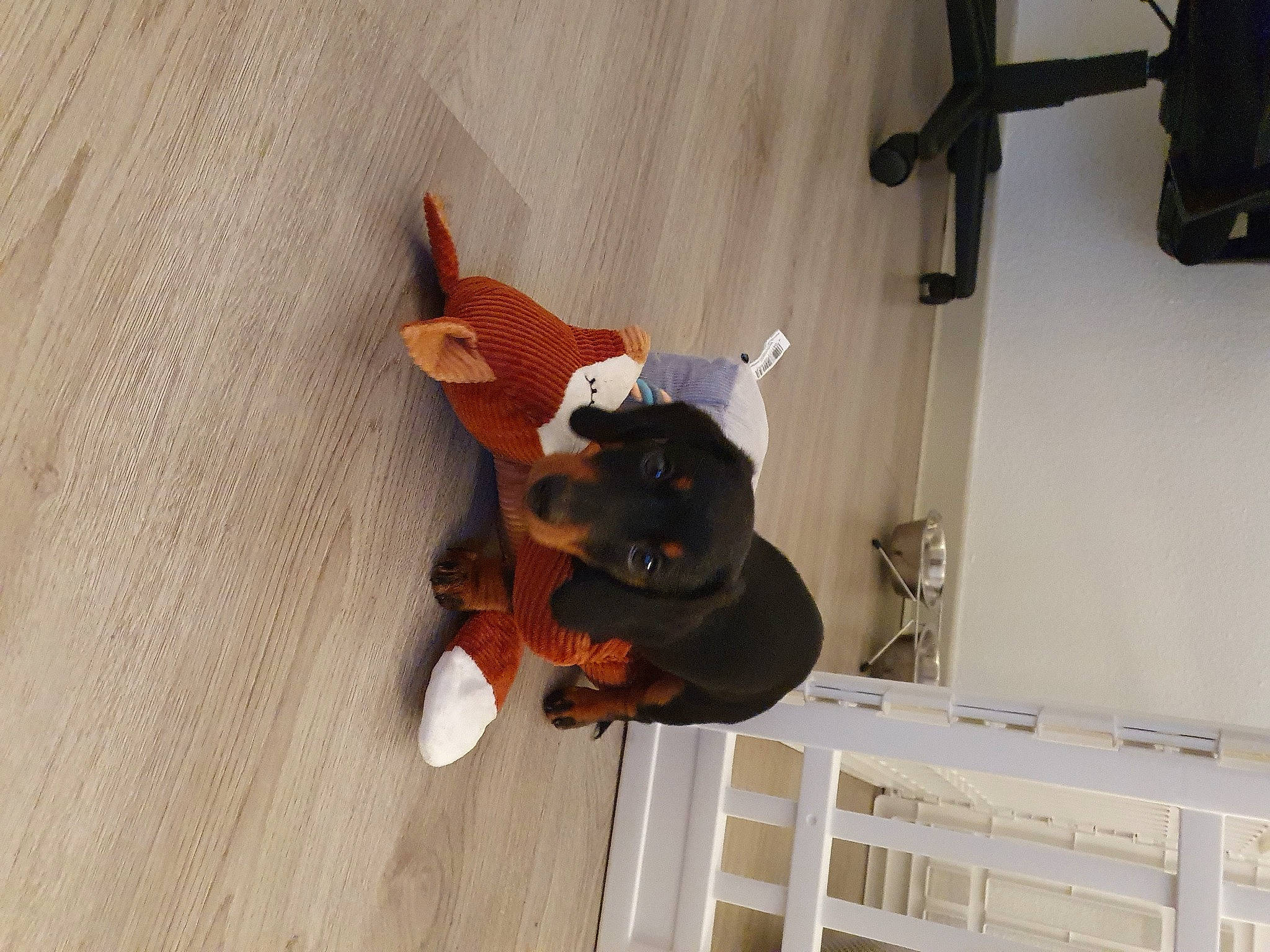 Stark participe au concours pour gagner de l'argent avec cette photo : carnivore, ceiling, companion_dog, dog_breed, door, fawn, flooring, fun, hardwood, hat, plywood, room, sporting_group, stuffed_toy, tail, varnish, window, wood, wood_stain