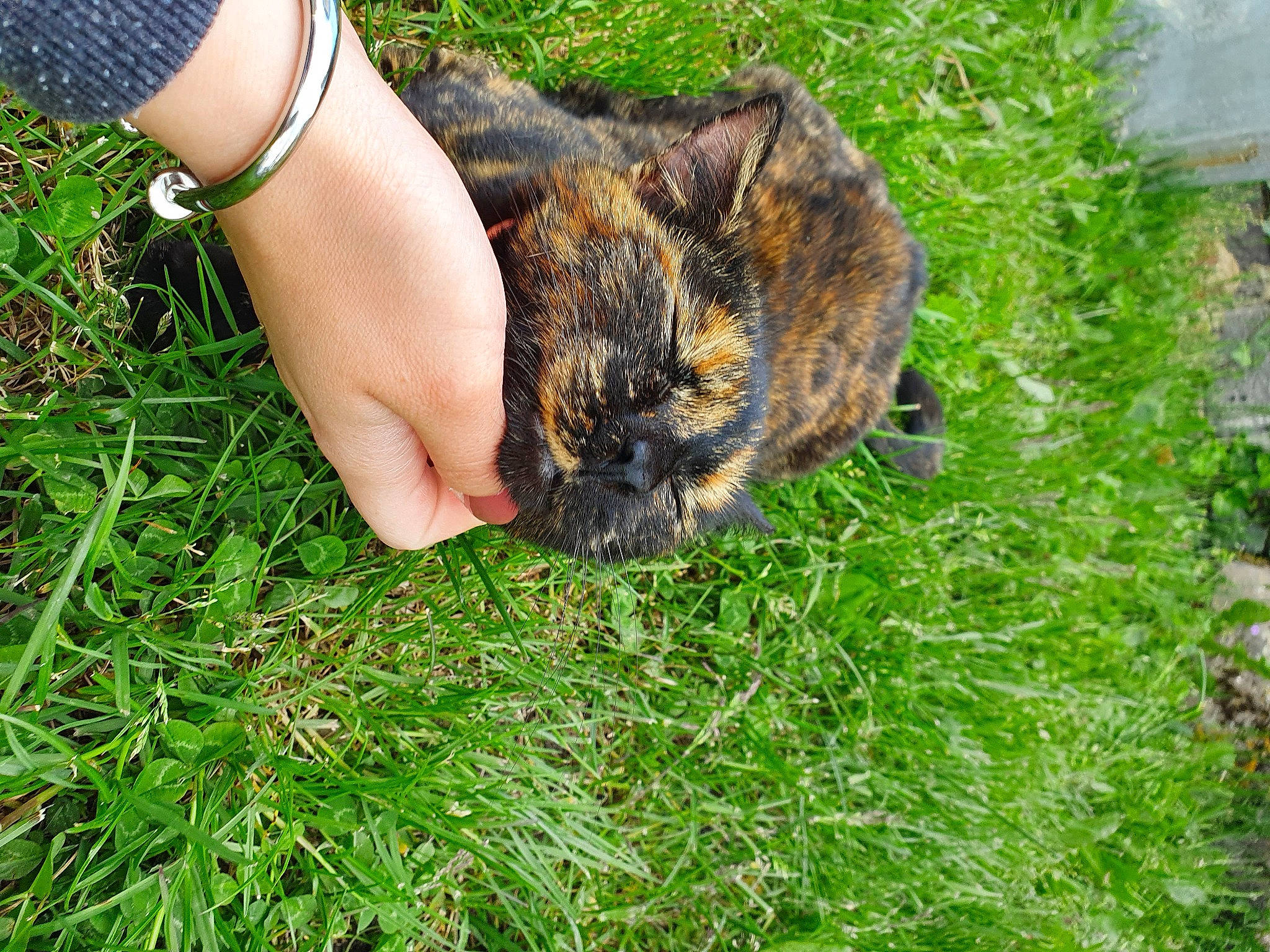 Marmelade participe au concours pour gagner de l'argent avec cette photo : cat, domestic_short_haired_cat, fawn, felidae, foot, fur, gesture, grass, groundcover, human_leg, lawn, people_in_nature, plant, small_to_medium_sized_cats, soil, terrestrial_animal, watch, whiskers, wildlife, wrist