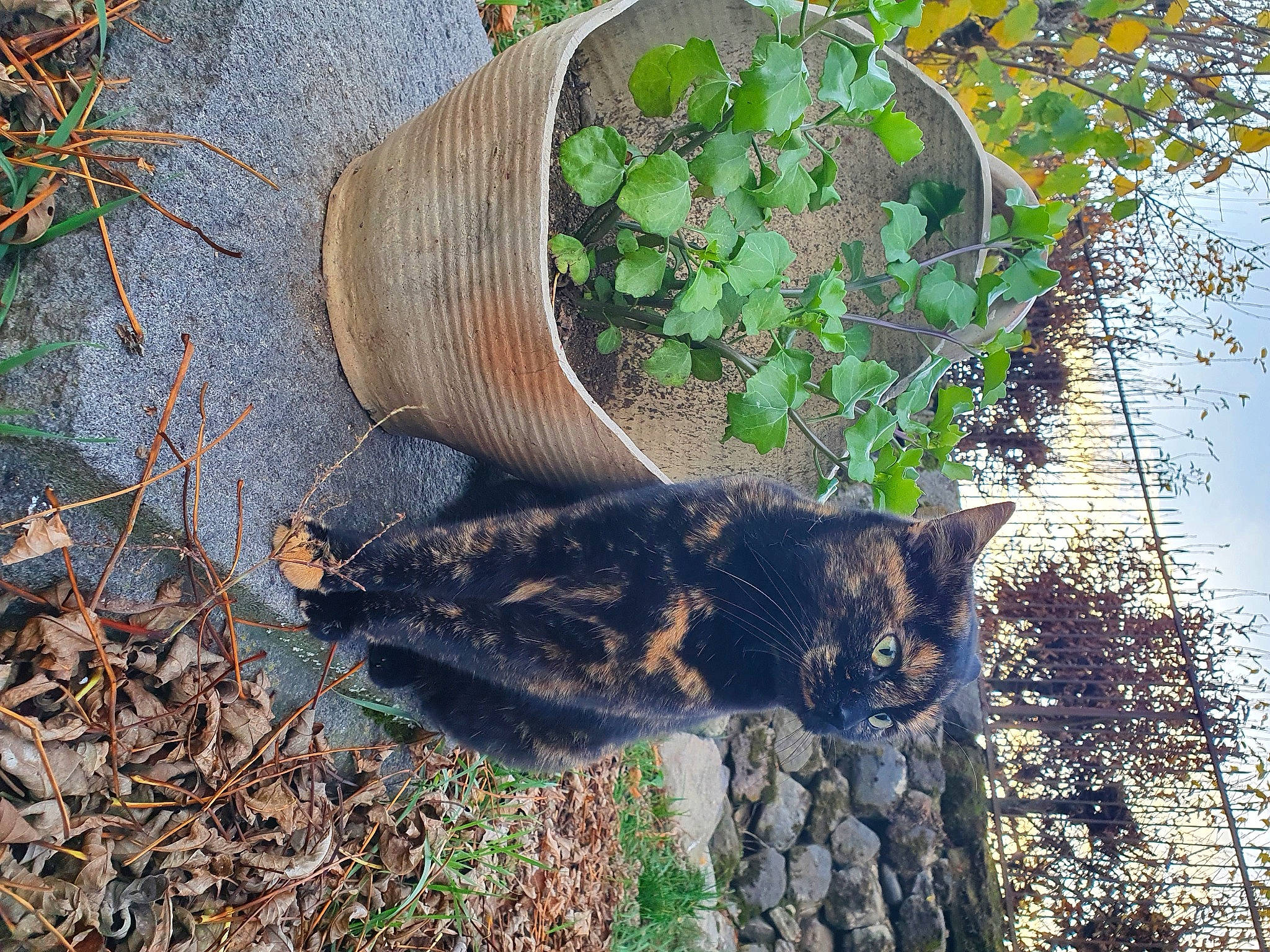Marmelade participe au concours pour gagner de l'argent avec cette photo : annual_plant, carnivore, cat, domestic_short_haired_cat, felidae, grass, groundcover, herb, landscape, pet_supply, plant, shrub, small_to_medium_sized_cats, soil, tail, terrestrial_animal, tree, trunk, whiskers, wood