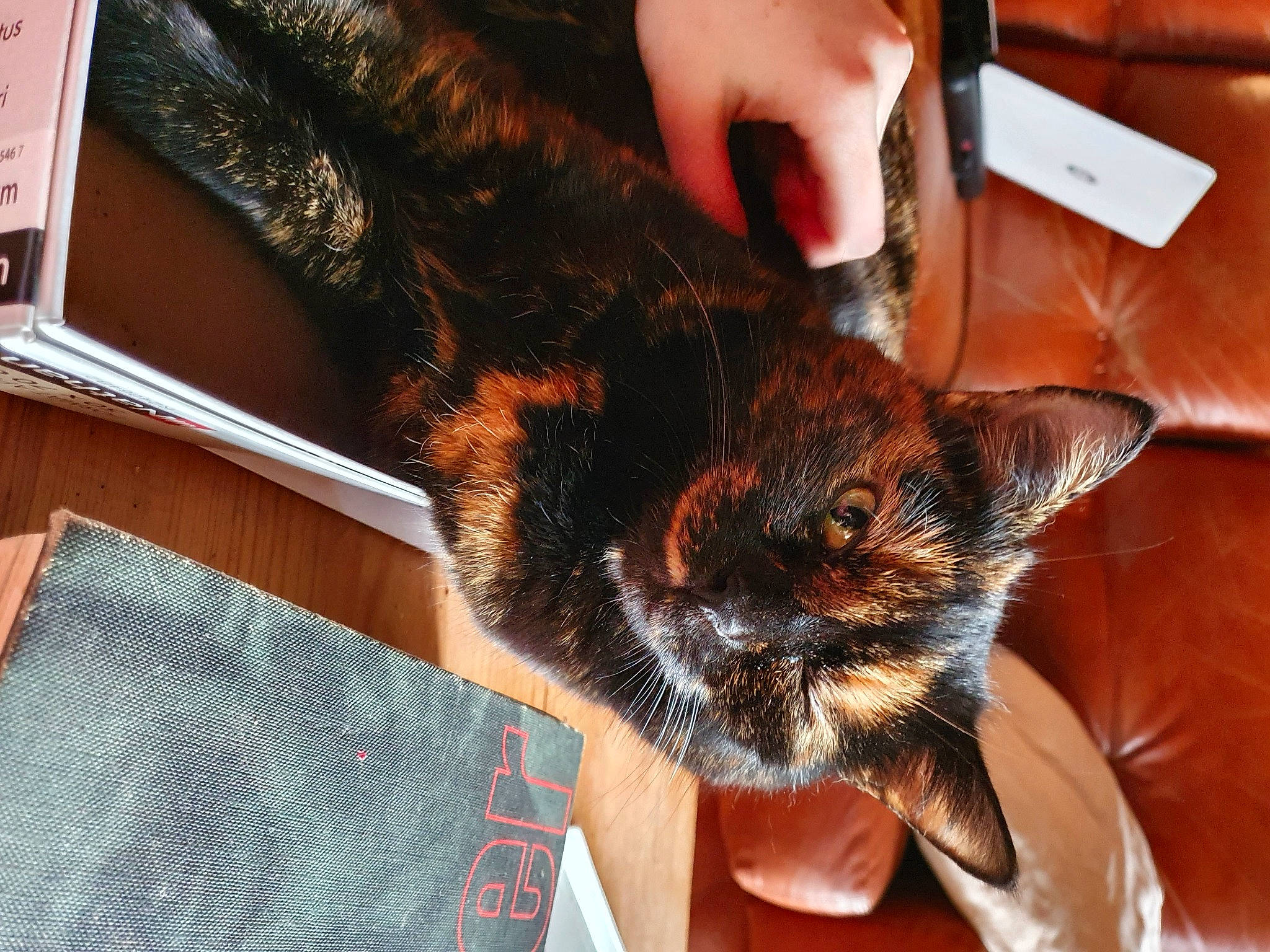 Marmelade participe au concours pour gagner de l'argent avec cette photo : carnivore, cat, claw, comfort, domestic_short_haired_cat, ear, fawn, felidae, finger, fur, gesture, hand, human_leg, lap, nail, small_to_medium_sized_cats, snout, tail, whiskers, wood