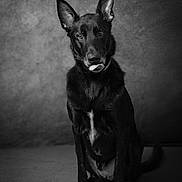 Horus participe au concours pour gagner de l'argent avec cette photo : animal, attention, background, black_and_white, black_dog, canine, dog, ears, expression, fur, indoor, looking_at_camera, monochrome, moody, pet, portrait, sitting, studio, texture, tongue