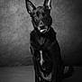 animal, attention, background, black_and_white, black_dog, canine, dog, ears, expression, fur, indoor, looking_at_camera, monochrome, moody, pet, portrait, sitting, studio, texture, tongue