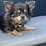 Akira participe au concours pour gagner de l'argent avec cette photo : dog, small_dog, fluffy, black_and_tan, outdoor, cushion, woven_chair, pet, animal, ears, face, collar, relaxed, paws, fur, sitting, closeup, companion, cute, resting