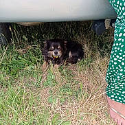 Akira participe au concours pour gagner de l'argent avec cette photo : dog, grass, vehicle, outdoor, foot, sandal, green_pants, small_dog, resting, animal, nature, summer, pet, closeup, quiet, shady_spot, relaxing, canine, fur, paw