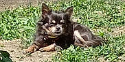 Akira a rejoint le concours — aidez-le/la à gagner de superbes lots ! dog, outdoor, grass, pet, sunlight, small_dog, resting, nature, animal, canine, fur, collar, ground, daytime, relaxing, greenery, sidewalk, shadows, ears, cute