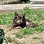 dog, outdoor, grass, pet, sunlight, small_dog, resting, nature, animal, canine, fur, collar, ground, daytime, relaxing, greenery, sidewalk, shadows, ears, cute