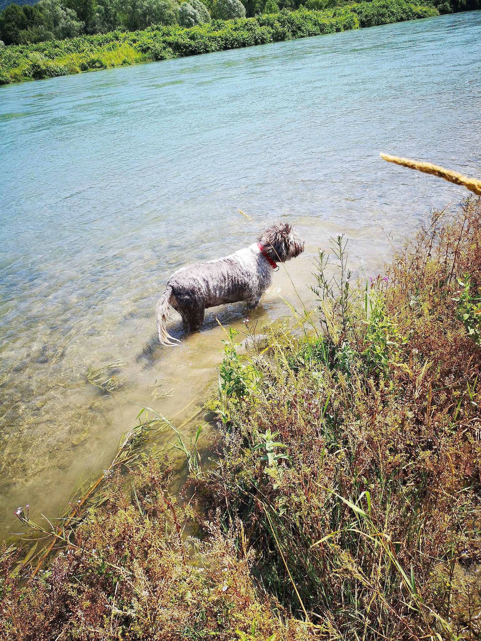 Lila a rejoint le concours — aidez-le/la à gagner de superbes lots ! bank, canidae, carnivore, dog, dog_breed, lake, river, sporting_group, vehicle, water, water_resources, watercourse, waterway