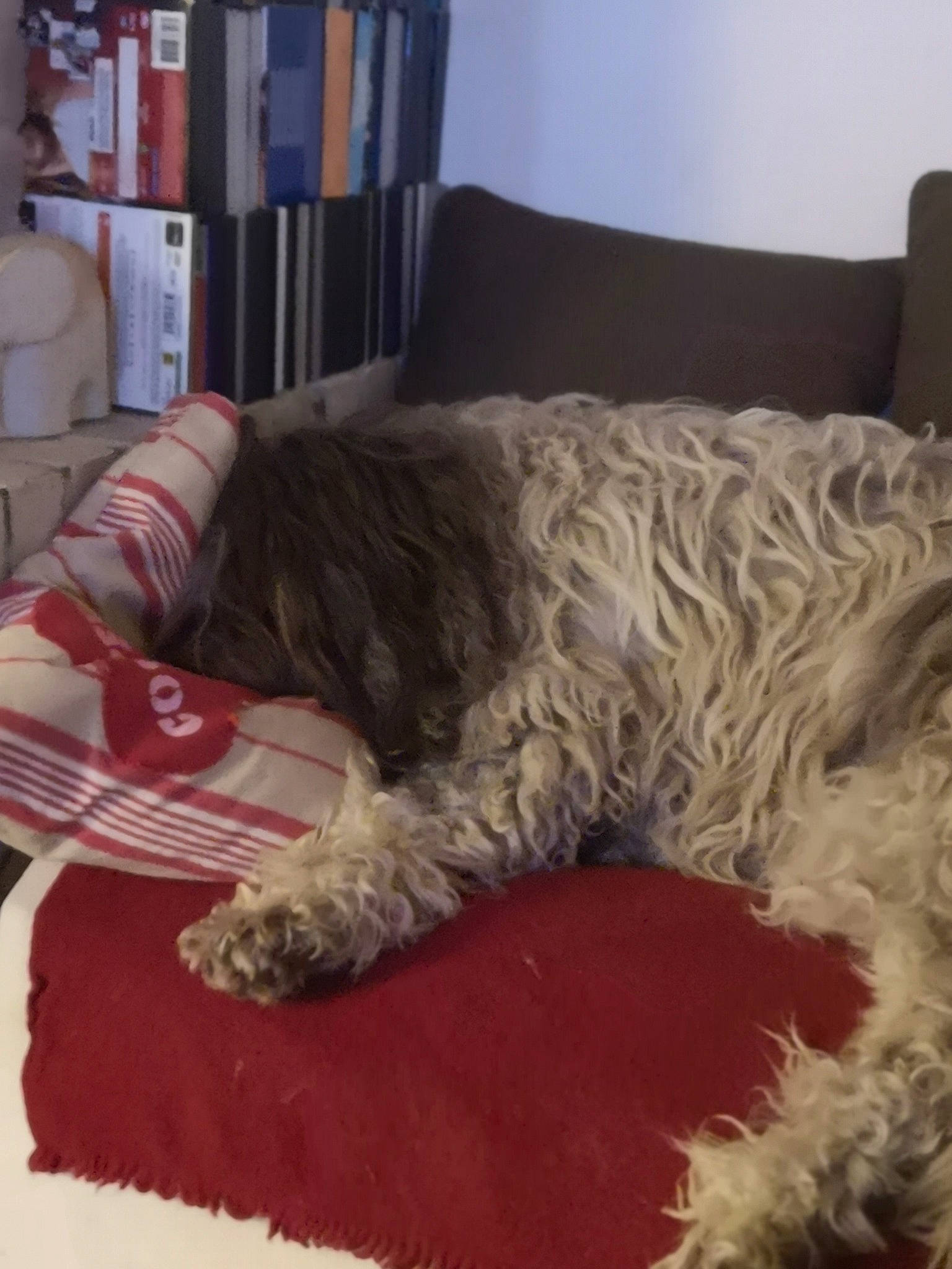 Lila participe au concours pour gagner de l'argent avec cette photo : bed, canidae, carnivore, cockapoo, dog, dog_breed, fur, furniture, glen_of_imaal_terrier, irish_soft_coated_wheaten_terrier, lagotto_romagnolo, nap, schnauzer, schnoodle, sporting_group, terrier