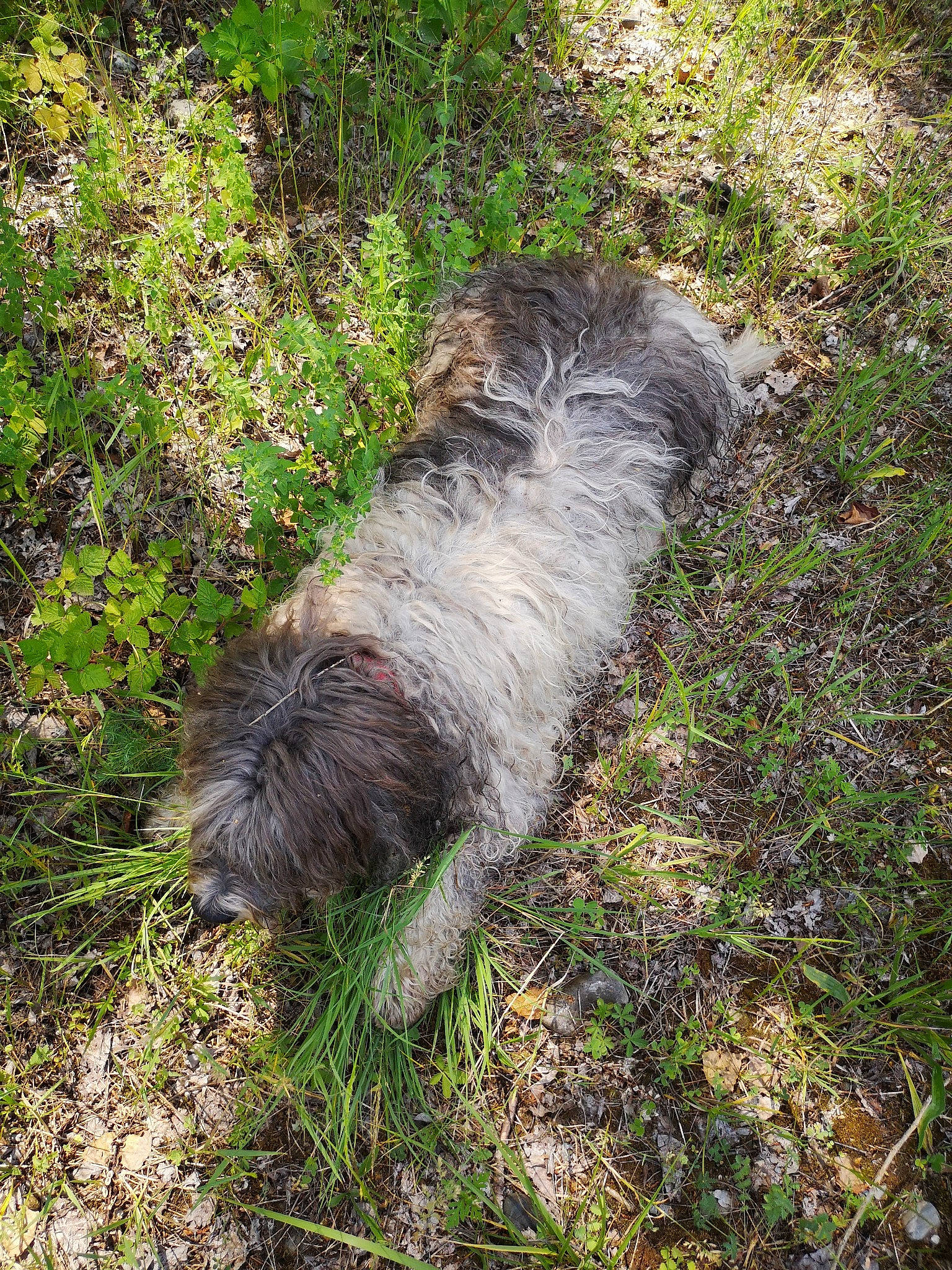 Lila a rejoint le concours — aidez-le/la à gagner de superbes lots ! bearded_collie, bosnian_coarse_haired_hound, cairn_terrier, canidae, carnivore, catalan_sheepdog, dog, dog_breed, glen_of_imaal_terrier, irish_wolfhound, pointing_breed, pyrenean_shepherd, sapsali, schapendoes, sporting_group, terrier, wirehaired_pointing_griffon