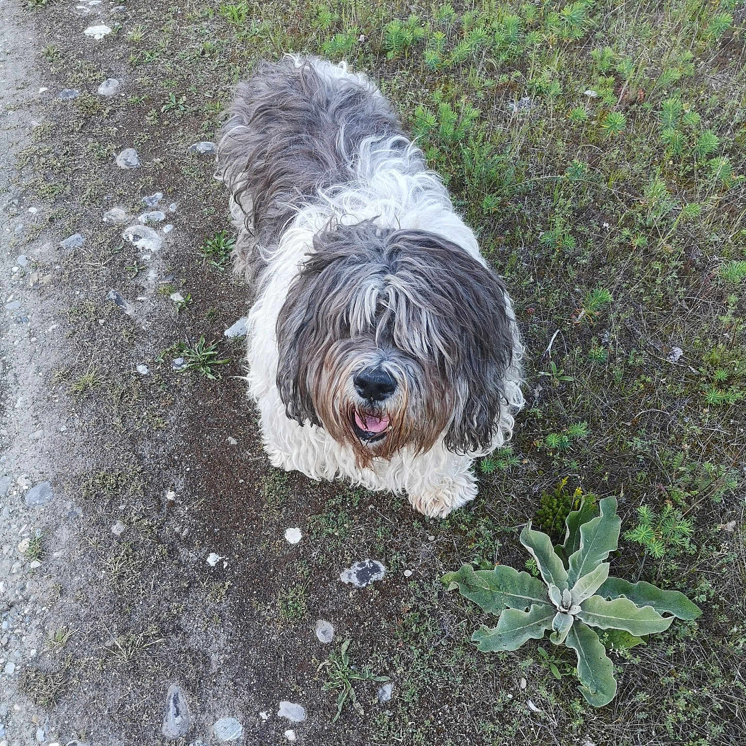 Lila