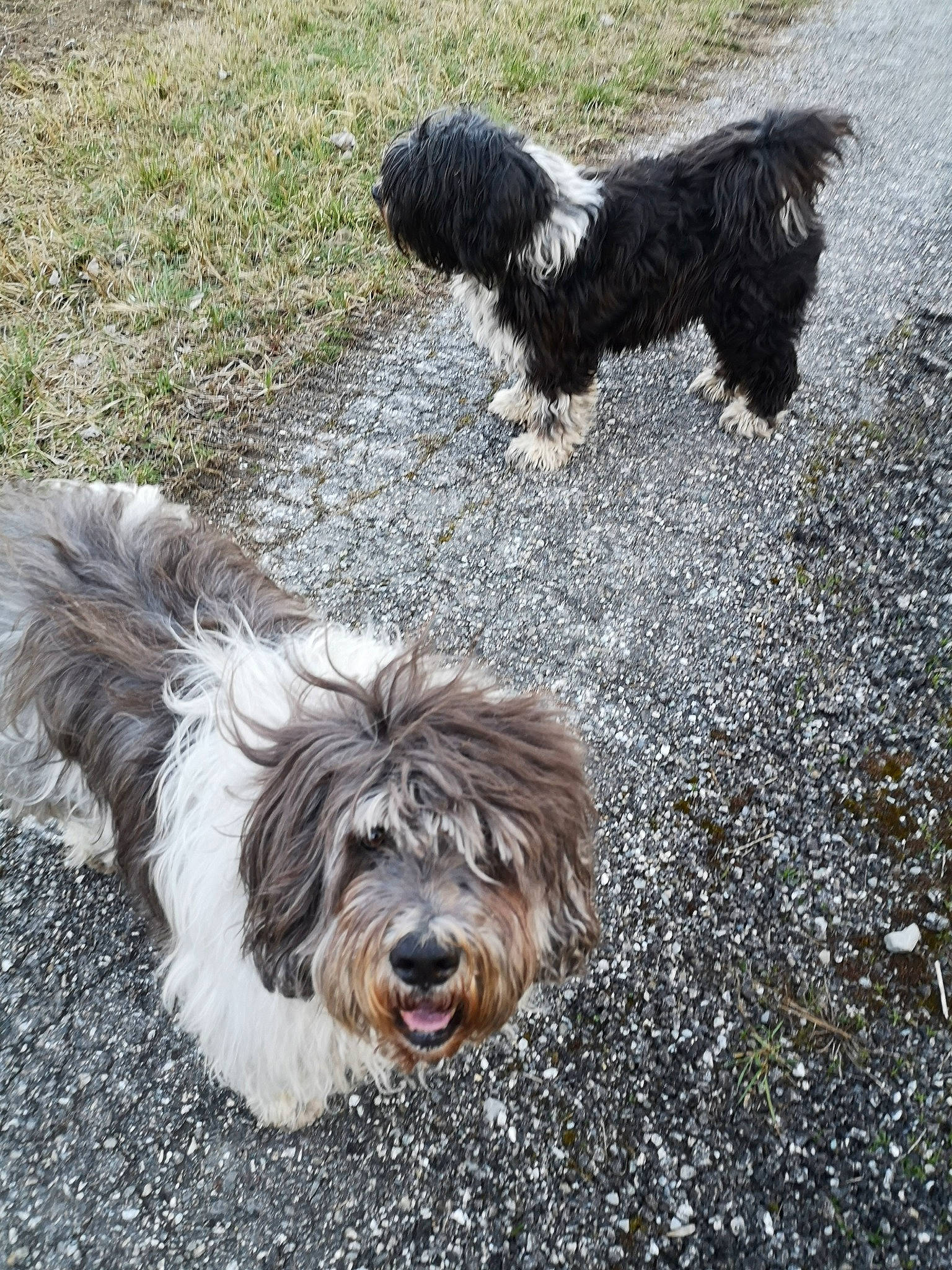 Lila a rejoint le concours — aidez-le/la à gagner de superbes lots ! bearded_collie, bolonka, canidae, cao_da_serra_de_aires, carnivore, catalan_sheepdog, dog, dog_breed, havanese, kyi_leo, lowchen, mammal, polish_lowland_sheepdog, rare_breed_dog, sapsali, schapendoes, sporting_group, terrier, tibetan_terrier, vertebrate