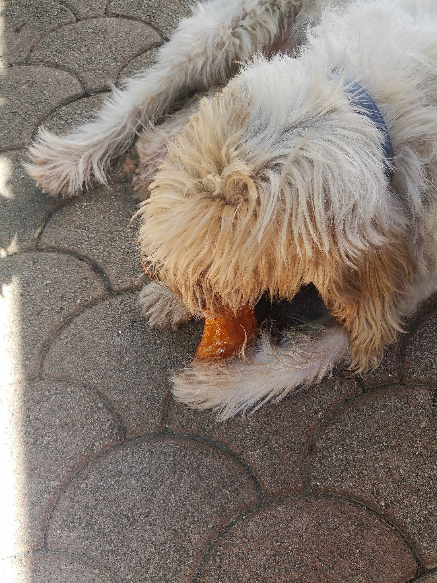 Alesia participe au concours pour gagner de l'argent avec cette photo : bearded_collie, canidae, carnivore, cockapoo, dog, dog_breed, fur, glen_of_imaal_terrier, goldendoodle, havanese, irish_soft_coated_wheaten_terrier, lhasa_apso, maltese, mammal, petit_basset_griffon_vendeen, puppy, rare_breed_dog, sapsali, terrier, tibetan_terrier