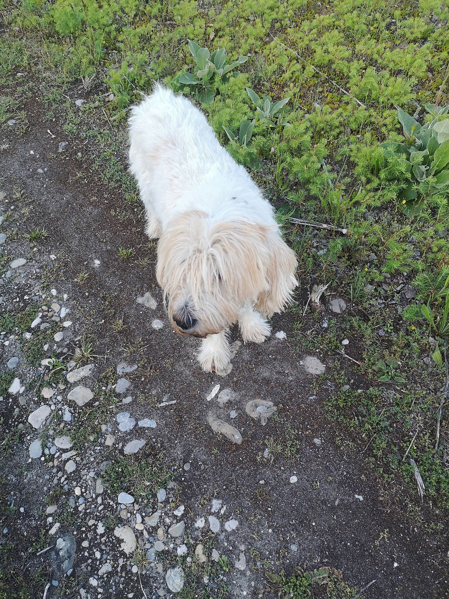 Alesia a rejoint le concours — aidez-le/la à gagner de superbes lots ! canidae, carnivore, dog, dog_breed, glen_of_imaal_terrier, havanese, lhasa_apso, maltese, mammal, non_sporting_group, sporting_group, terrier, tibetan_terrier, toy_dog