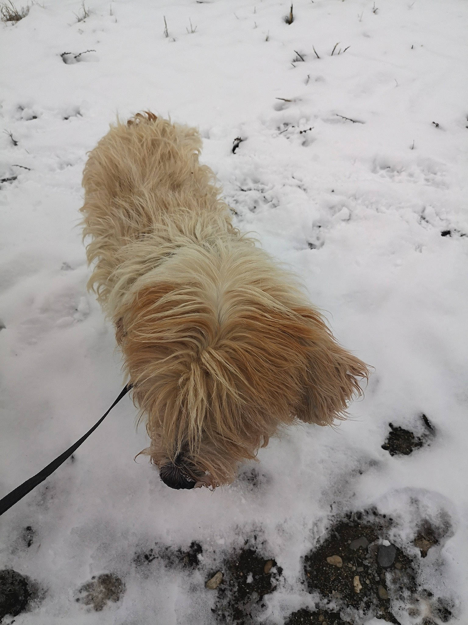 Alesia a rejoint le concours — aidez-le/la à gagner de superbes lots ! bearded_collie, briard, cairn_terrier, canidae, carnivore, catalan_sheepdog, dog, dog_breed, glen_of_imaal_terrier, havanese, irish_soft_coated_wheaten_terrier, lhasa_apso, pyrenean_shepherd, sapsali, snow, south_russian_ovcharka, sporting_group, terrier, tibetan_terrier, winter