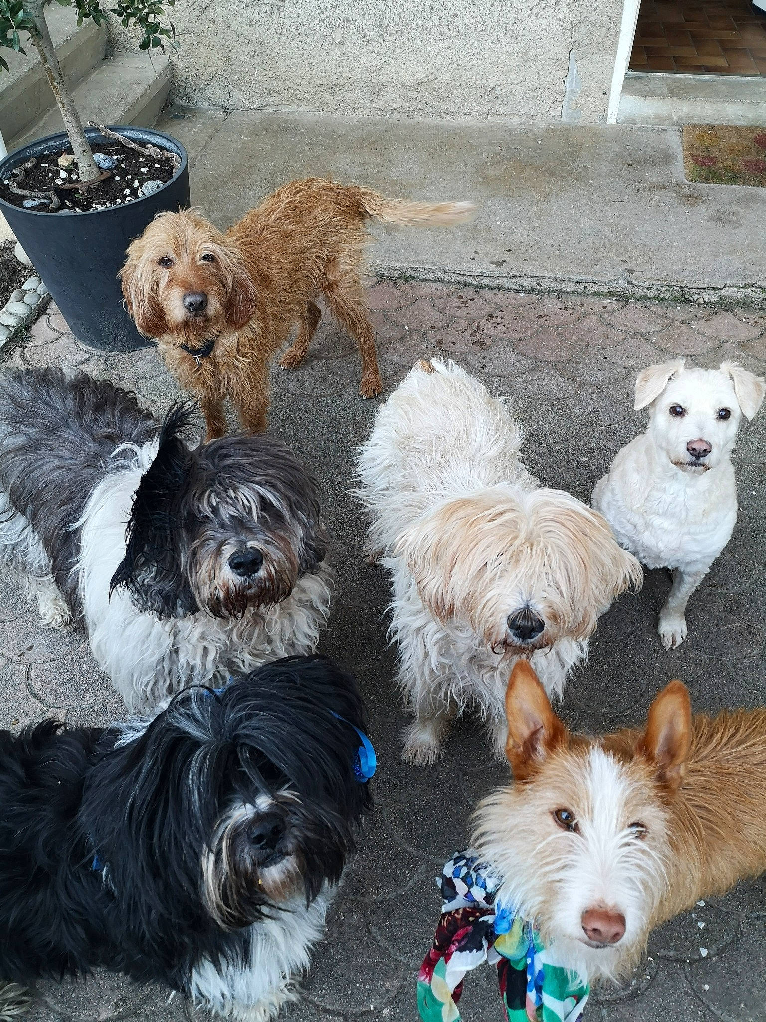 Alesia a rejoint le concours — aidez-le/la à gagner de superbes lots ! briquet_griffon_vendeen, canidae, carnivore, companion_dog, dog, dog_breed, dutch_smoushond, havanese, maltese, mammal, morkie, puppy, sapsali, schnoodle, sporting_group, sporting_lucas_terrier, terrier, tibetan_terrier, vertebrate, west_highland_white_terrier