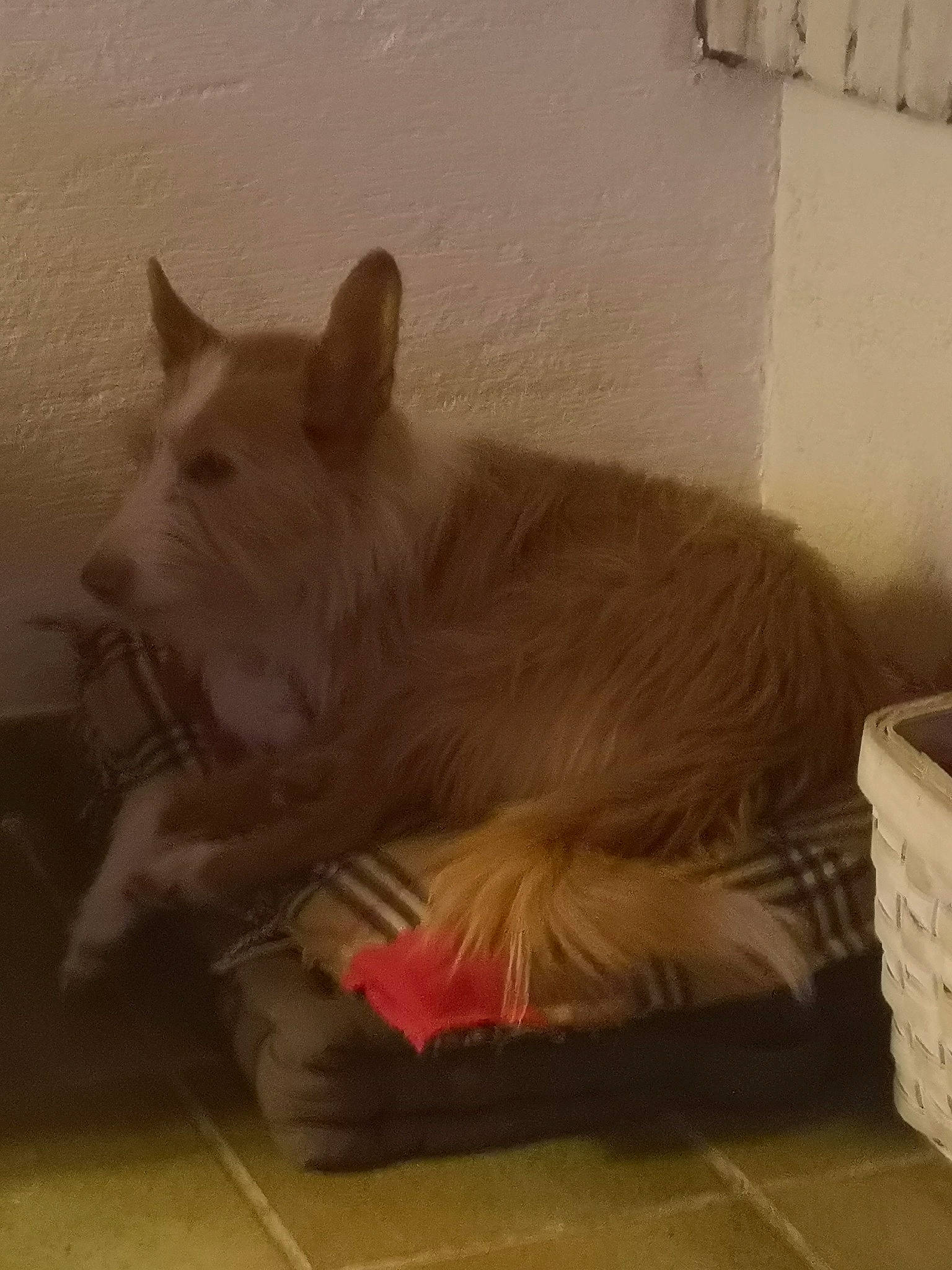 Lalita participe au concours pour gagner de l'argent avec cette photo : canidae, carnivore, dog, dog_breed, fawn, mammal, snout, tail, vertebrate, whiskers