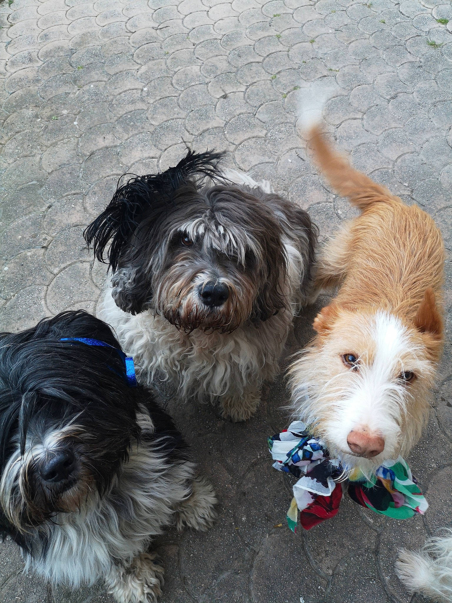 Lalita a rejoint le concours — aidez-le/la à gagner de superbes lots ! bearded_collie, briquet_griffon_vendeen, canidae, carnivore, catalan_sheepdog, companion_dog, dog, dog_breed, kyi_leo, mammal, petit_basset_griffon_vendeen, polish_lowland_sheepdog, rare_breed_dog, sapsali, schapendoes, sporting_group, sporting_lucas_terrier, terrier, tibetan_terrier, vertebrate