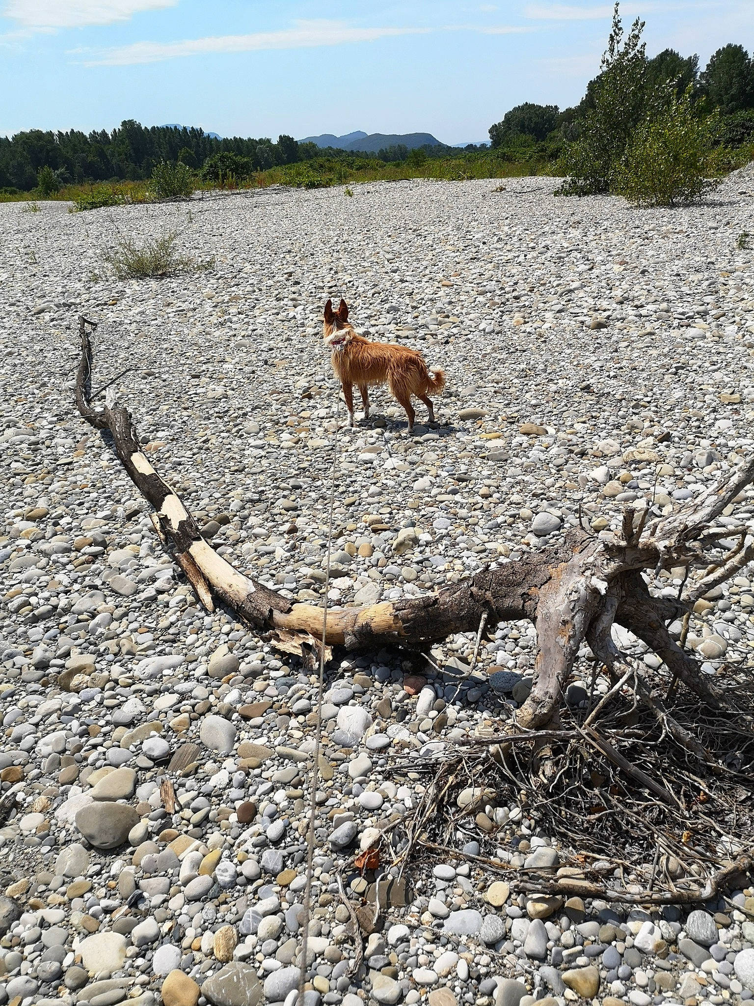 Lalita a rejoint le concours — aidez-le/la à gagner de superbes lots ! cow_goat_family, fawn, goats, pronghorn, wildlife