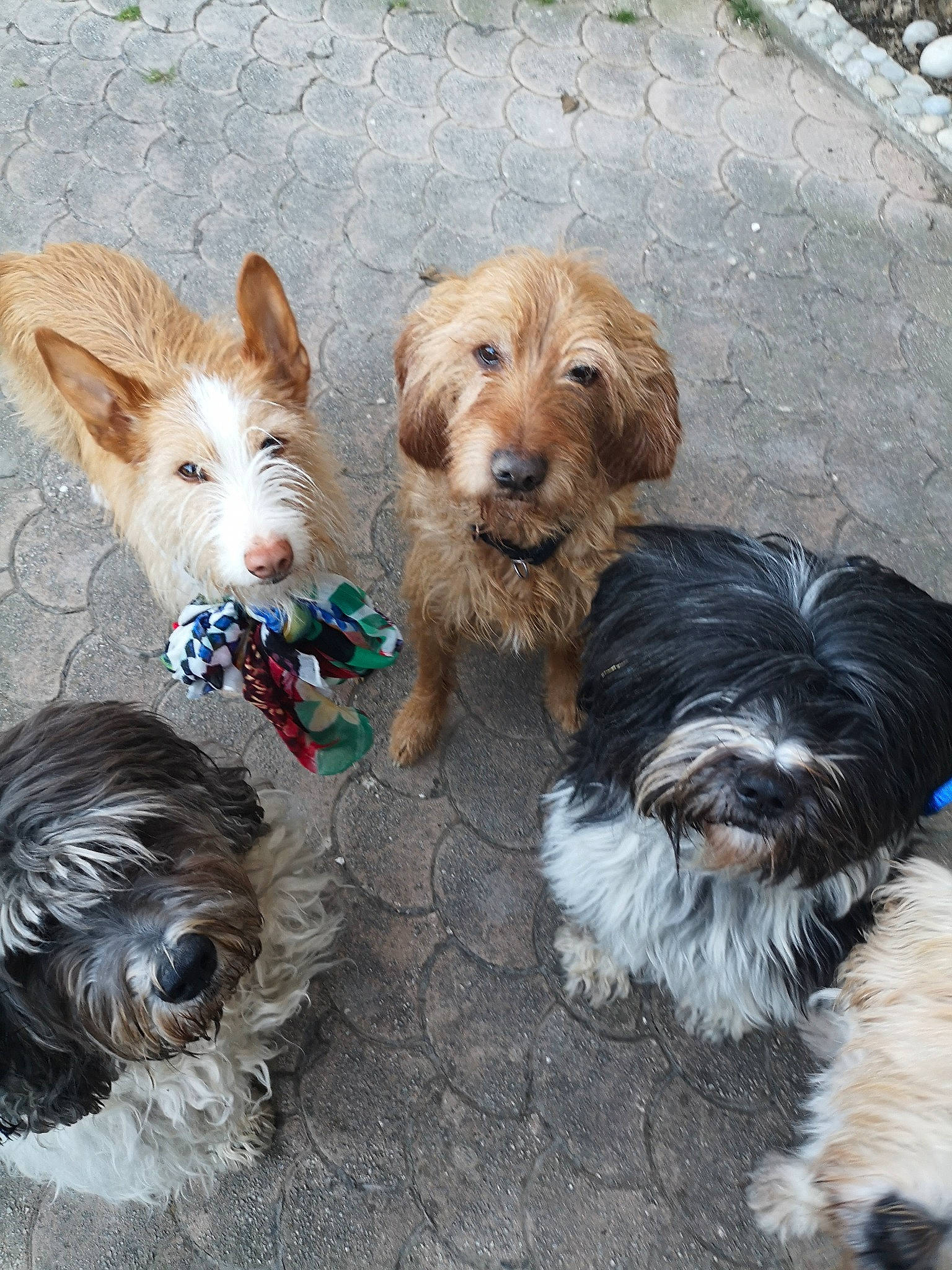 Jeppetto a rejoint le concours — aidez-le/la à gagner de superbes lots ! canidae, carnivore, cockapoo, companion_dog, dog, dog_breed, mammal, puppy, rare_breed_dog, sapsali, schnoodle, small_terrier, sporting_group, sporting_lucas_terrier, terrier, tibetan_terrier, toy_dog, vertebrate, yorkipoo, yorkshire_terrier