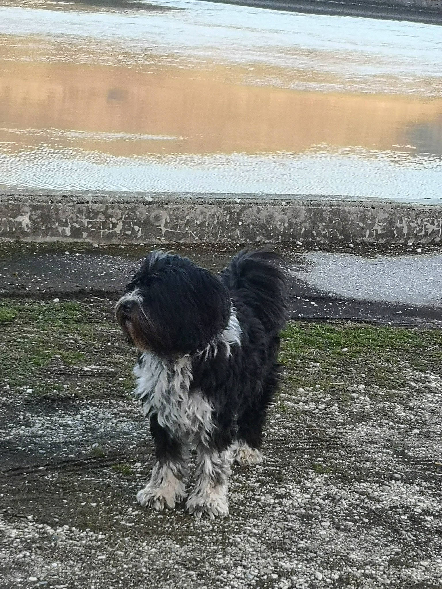 Jeppetto a rejoint le concours — aidez-le/la à gagner de superbes lots ! canidae, cao_da_serra_de_aires, carnivore, dog, dog_breed, non_sporting_group, schapendoes, sporting_group, terrier, tibetan_terrier