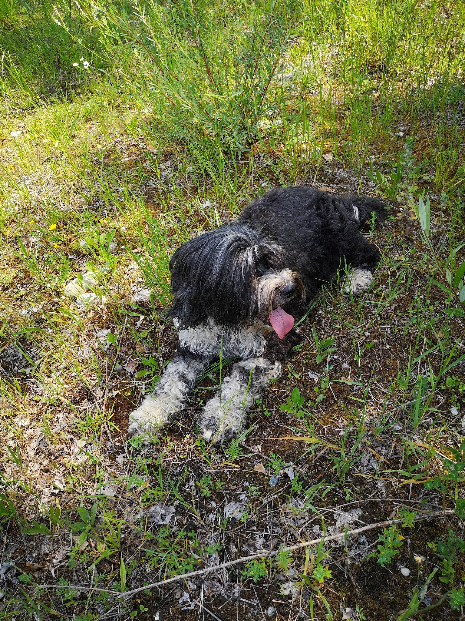 Jeppetto participe au concours pour gagner de l'argent avec cette photo : affenpinscher, bolonka, canidae, cao_da_serra_de_aires, carnivore, catalan_sheepdog, dog, dog_breed, grass, lhasa_apso, mammal, rare_breed_dog, schapendoes, schnauzer, sporting_group, terrier, tibetan_terrier, wirehaired_pointing_griffon