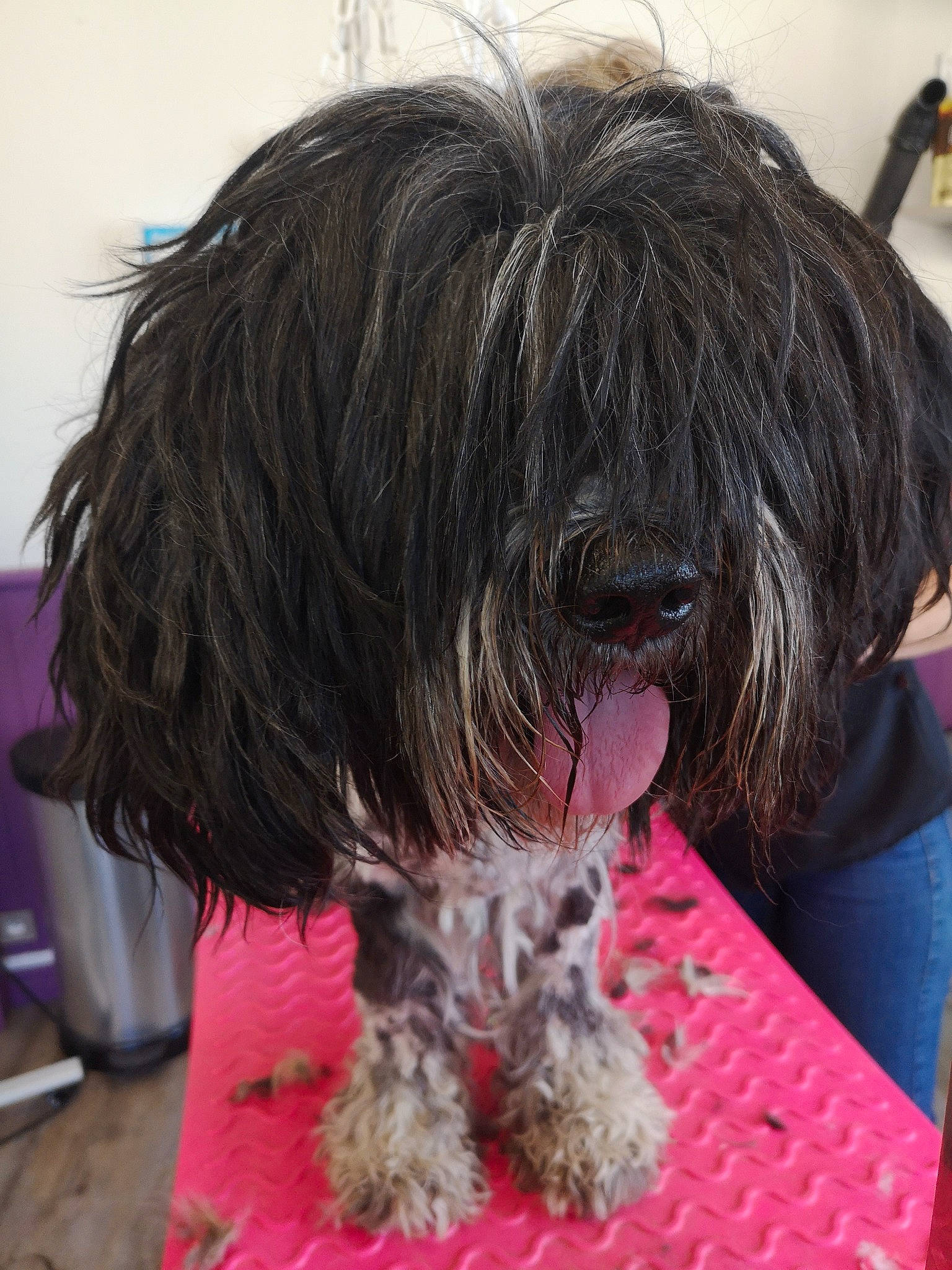 Jeppetto participe au concours pour gagner de l'argent avec cette photo : bergamasco_shepherd, bolonka, briard, canidae, cao_da_serra_de_aires, carnivore, catalan_sheepdog, dog, dog_breed, kyi_leo, mammal, non_sporting_group, rare_breed_dog, sapsali, schapendoes, sporting_group, terrier, tibetan_terrier, toy_dog, vertebrate