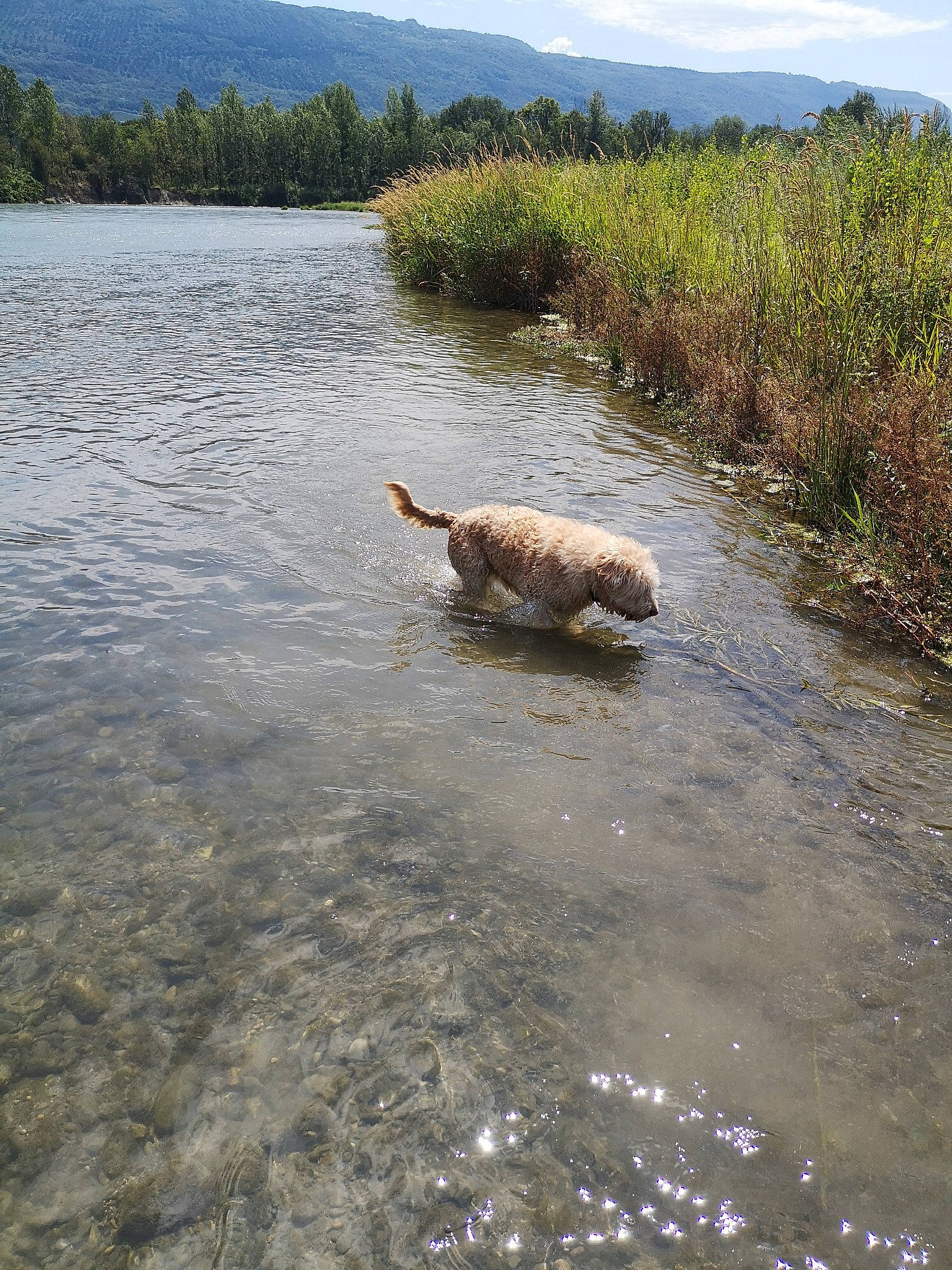 Cookie a rejoint le concours — aidez-le/la à gagner de superbes lots ! bank, canidae, carnivore, dog, dog_breed, golden_retriever, lake, retriever, river, sporting_group, water, water_resources, watercourse