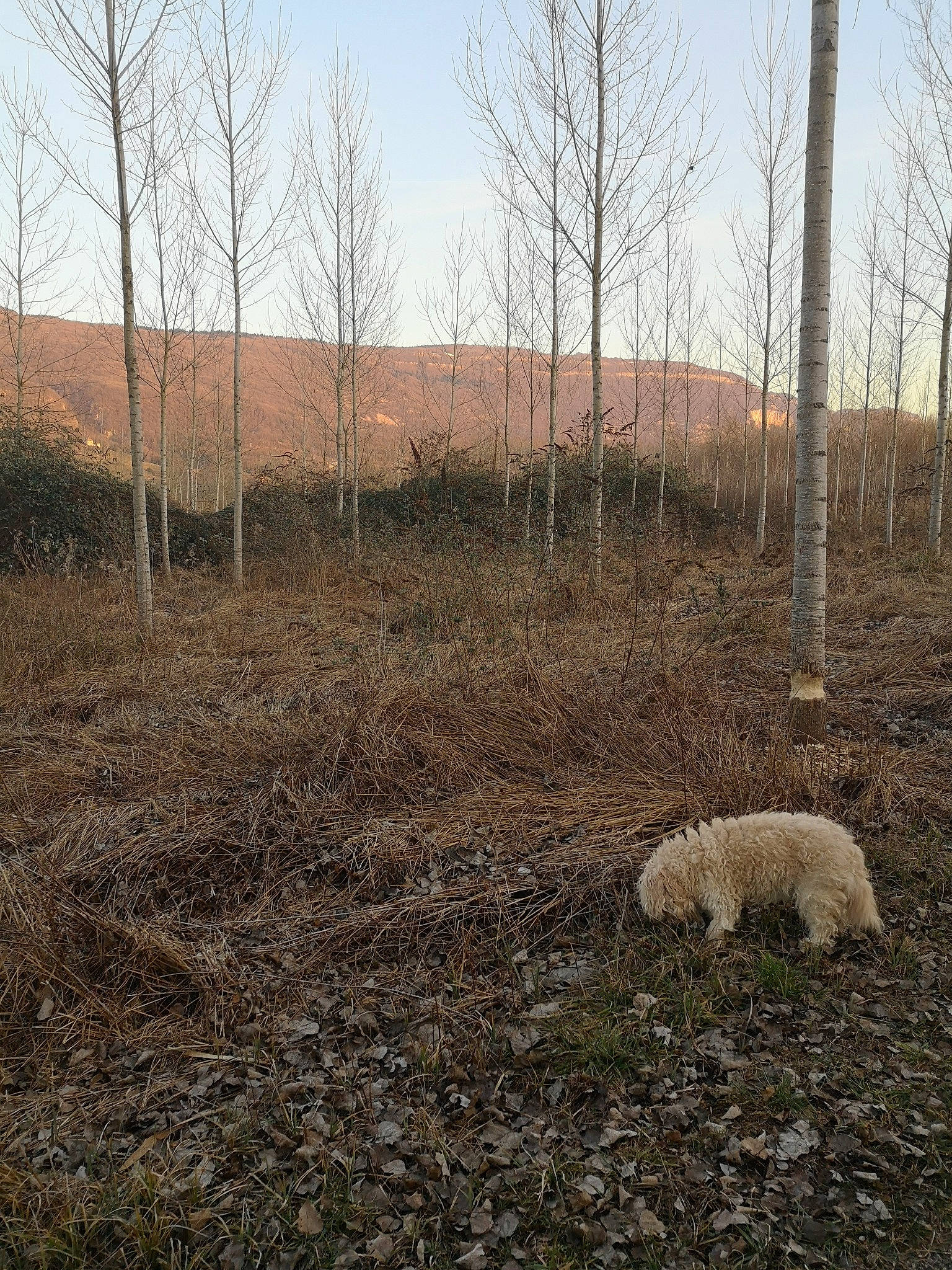 Cookie a rejoint le concours — aidez-le/la à gagner de superbes lots ! canidae, carnivore, dog, dog_breed, forest, grass, grass_family, land_lot, pasture, plant, soil, sporting_group, tree, winter, woodland