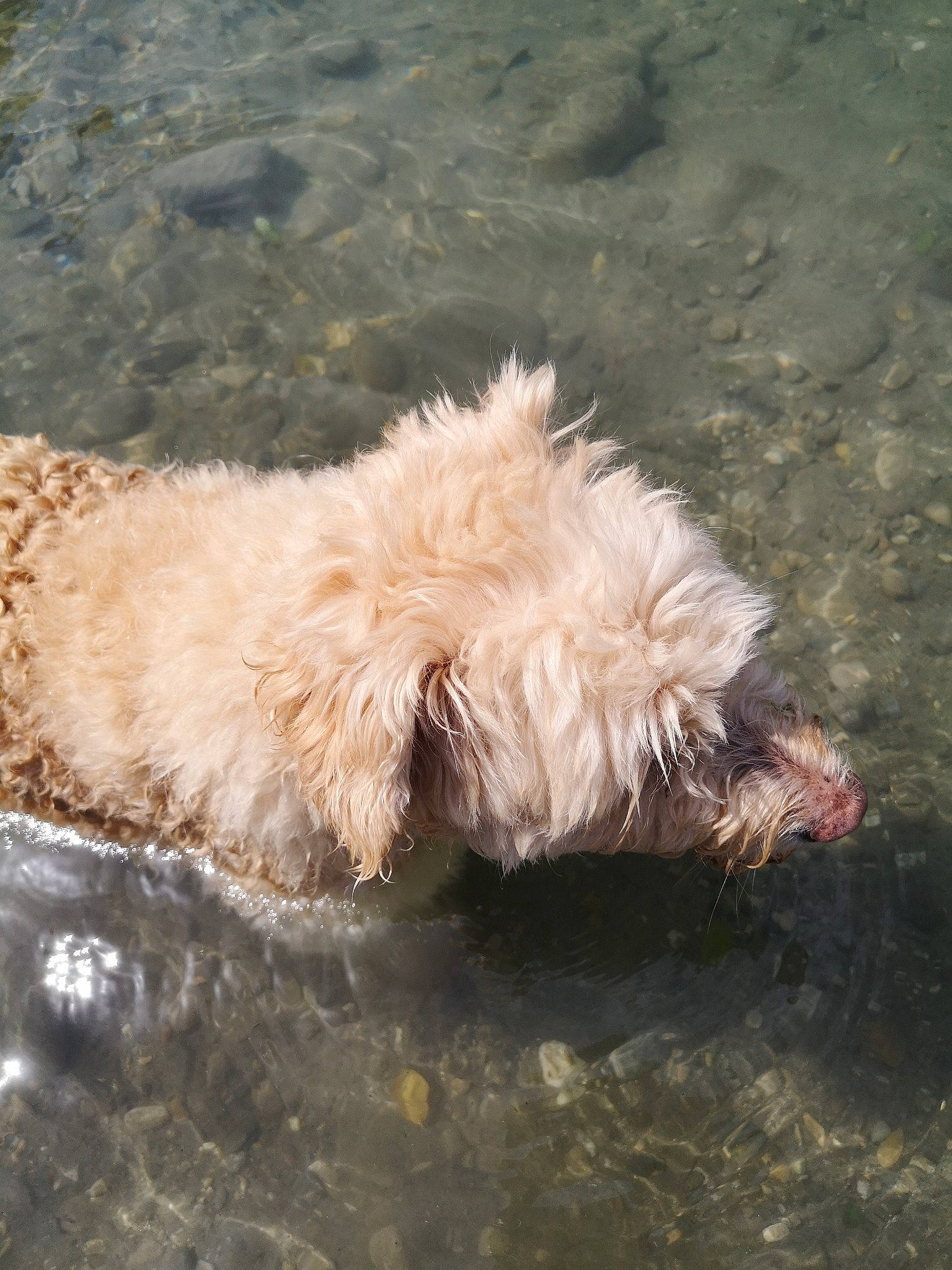 Cookie a rejoint le concours — aidez-le/la à gagner de superbes lots ! briquet_griffon_vendeen, canidae, carnivore, cockapoo, dog, dog_breed, dutch_smoushond, glen_of_imaal_terrier, goldendoodle, havanese, irish_soft_coated_wheaten_terrier, lagotto_romagnolo, poodle_crossbreed, rare_breed_dog, schnoodle, spanish_water_dog, sporting_group, sporting_lucas_terrier, terrier, toy_poodle