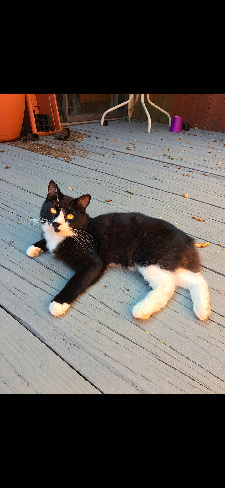 Kristoff is registered to the contest to win money with this photo: carnivore, cat, claw, domestic_short_haired_cat, felidae, floor, flooring, flowerpot, foot, fur, hardwood, houseplant, paw, small_to_medium_sized_cats, tail, toe, whiskers, wood, wood_flooring, wood_stain