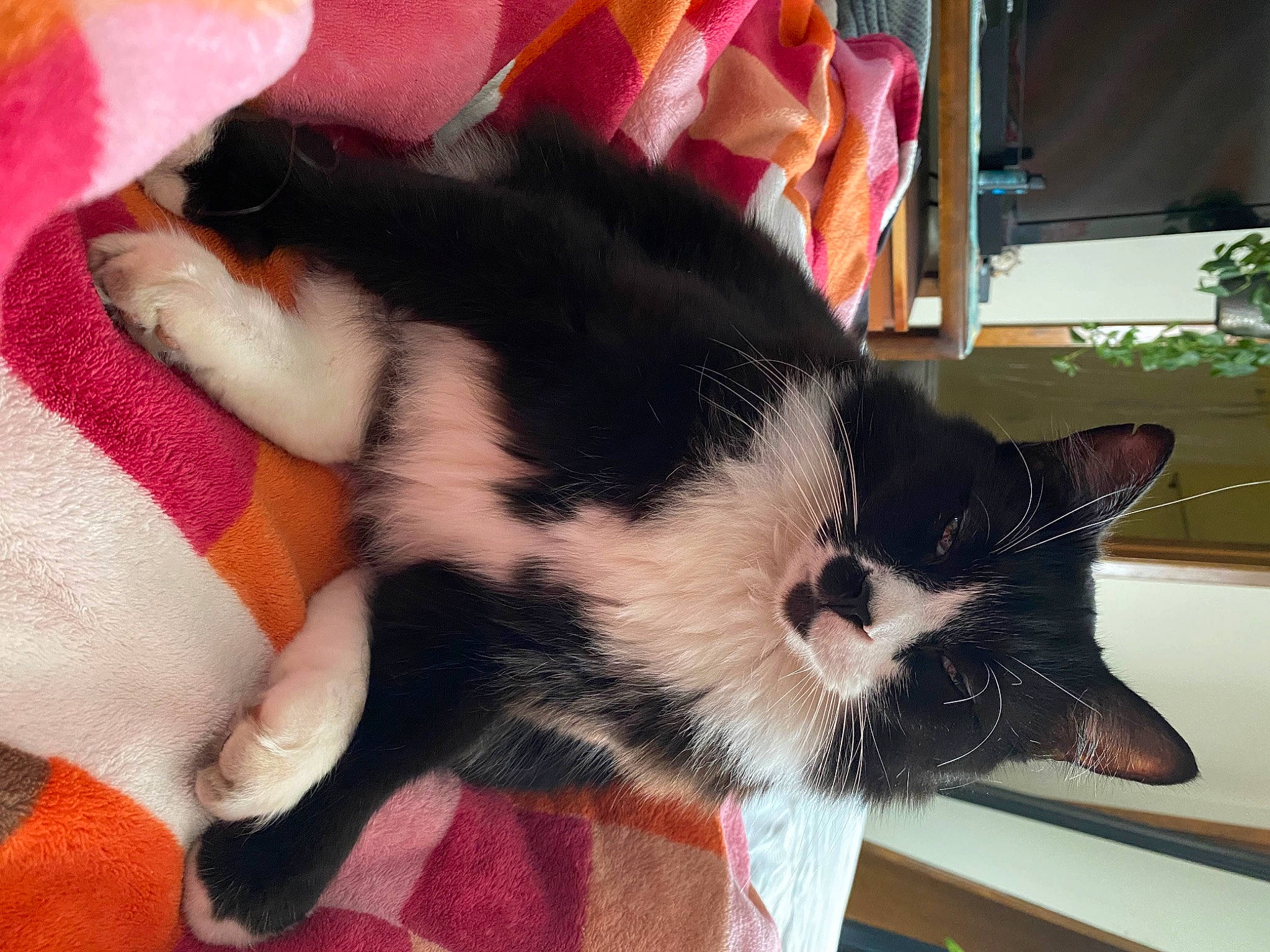 Kristoff joined the competition — help win amazing prizes! carnivore, cat, claw, comfort, domestic_short_haired_cat, felidae, flowerpot, foot, fur, houseplant, lap, mammal, nap, paw, plant, sleep, small_to_medium_sized_cats, tail, vertebrate, whiskers