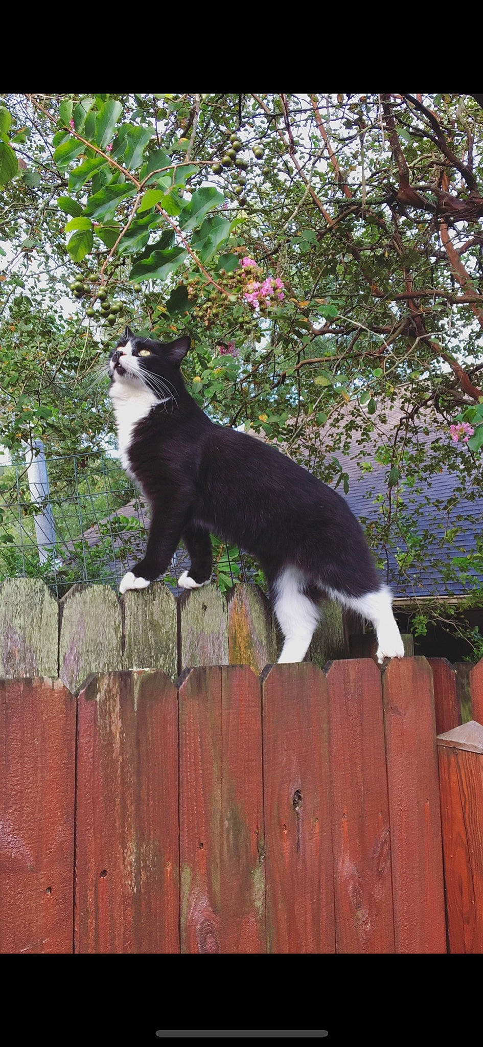 Kristoff joined the competition — help win amazing prizes! black_cat, carnivore, cat, domestic_short_haired_cat, felidae, fur, grass, mammal, plant, shrub, small_to_medium_sized_cats, snout, tail, terrestrial_animal, tree, trunk, twig, vertebrate, whiskers, wood