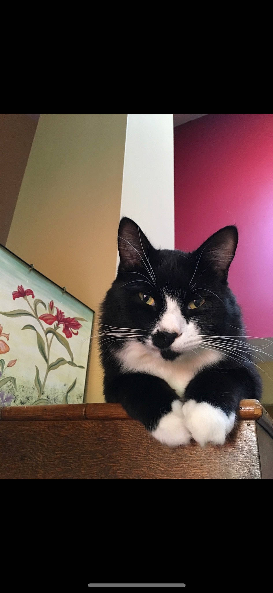 Kristoff is registered to the contest to win money with this photo: box, carnivore, cat, comfort, domestic_short_haired_cat, felidae, flooring, fur, paw, plant, rectangle, room, sitting, small_to_medium_sized_cats, square, tail, tints_and_shades, whiskers, window, wood