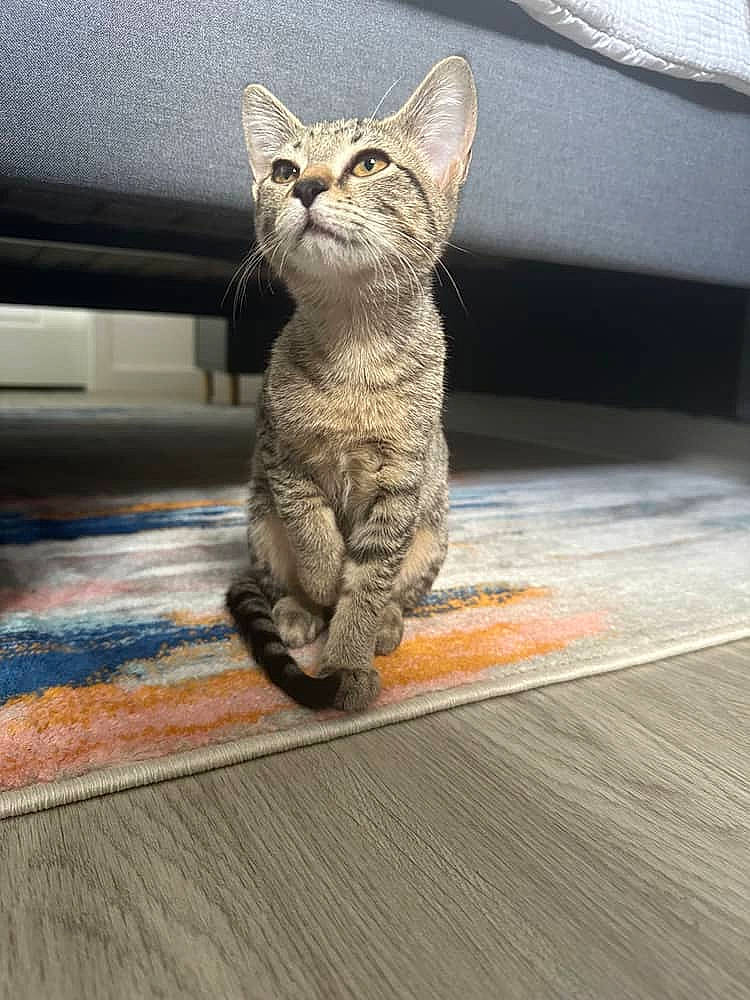 Ryder joined the competition — help win amazing prizes! carnivore, cat, claw, domestic_short_haired_cat, felidae, flooring, foot, fur, grey, hardwood, paw, road_surface, sitting, small_to_medium_sized_cats, snout, tail, terrestrial_animal, whiskers, wildlife, wood