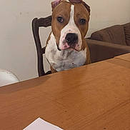 Lewis a rejoint le concours — aidez-le/la à gagner de superbes lots ! dog, brown, white, sitting, chair, table, wooden, indoor, pet, looking, face, ears, fur, nose, living_room, couch, paper, closeup, animal, domestic