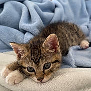 Ace a rejoint le concours — aidez-le/la à gagner de superbes lots ! kitten, cat, tabby, animal, pet, cute, feline, whiskers, ears, eyes, paws, fur, sleepy, blanket, soft, cozy, indoor, resting, young, laying