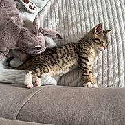 Ace a rejoint le concours — aidez-le/la à gagner de superbes lots ! animal, blanket, bunny, cat, couch, cozy, cute, fur, home, indoor, kitten, pet, plush_toy, relaxing, resting, sleeping, small, soft, striped, tabby
