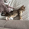 animal, blanket, bunny, cat, couch, cozy, cute, fur, home, indoor, kitten, pet, plush_toy, relaxing, resting, sleeping, small, soft, striped, tabby