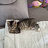 Ace participe au concours pour gagner de l'argent avec cette photo : blanket, cat, colorful, couch, cozy, feline, fur, gray, indoor, kitten, knitted, paws, pet, relaxation, rest, sleeping, soft, tabby, toy, whiskers