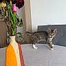 Ace a rejoint le concours — aidez-le/la à gagner de superbes lots ! cat, curious, domestic_cat, dried_flowers, feline, flowers, furniture, gray_chair, home, indoor, kitten, meowing, pet, pink_tulip, striped_cat, table, vase, white_tablecloth, wooden_shelf, young_cat