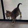 kitten, cat, tabby, floor, metal_frame, pet_bowls, food, indoor, curious, playful, small, young, animal, pet, whiskers, paw, tail, light, shadow, home