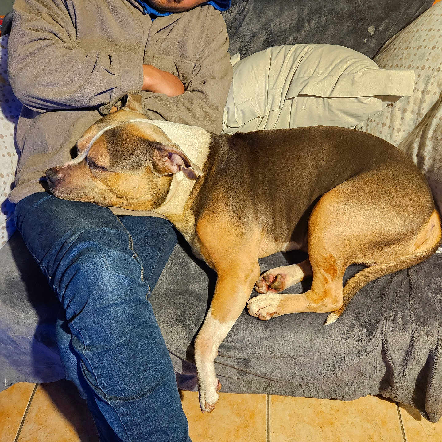 Oslo participe au concours pour gagner de l'argent avec cette photo : adult, animal, bulldog, canine, clothing, couch, dog, face, furniture, hat, head, hound, jeans, male, man, pants, person, pet, pitbull, plate