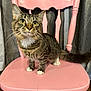 cat, tabby_cat, pet, animal, feline, chair, pink_chair, wooden_chair, indoor, curious, yellow_eyes, white_paws, fur, whiskers, domestic_cat, portrait, home, furniture, cute, looking_up