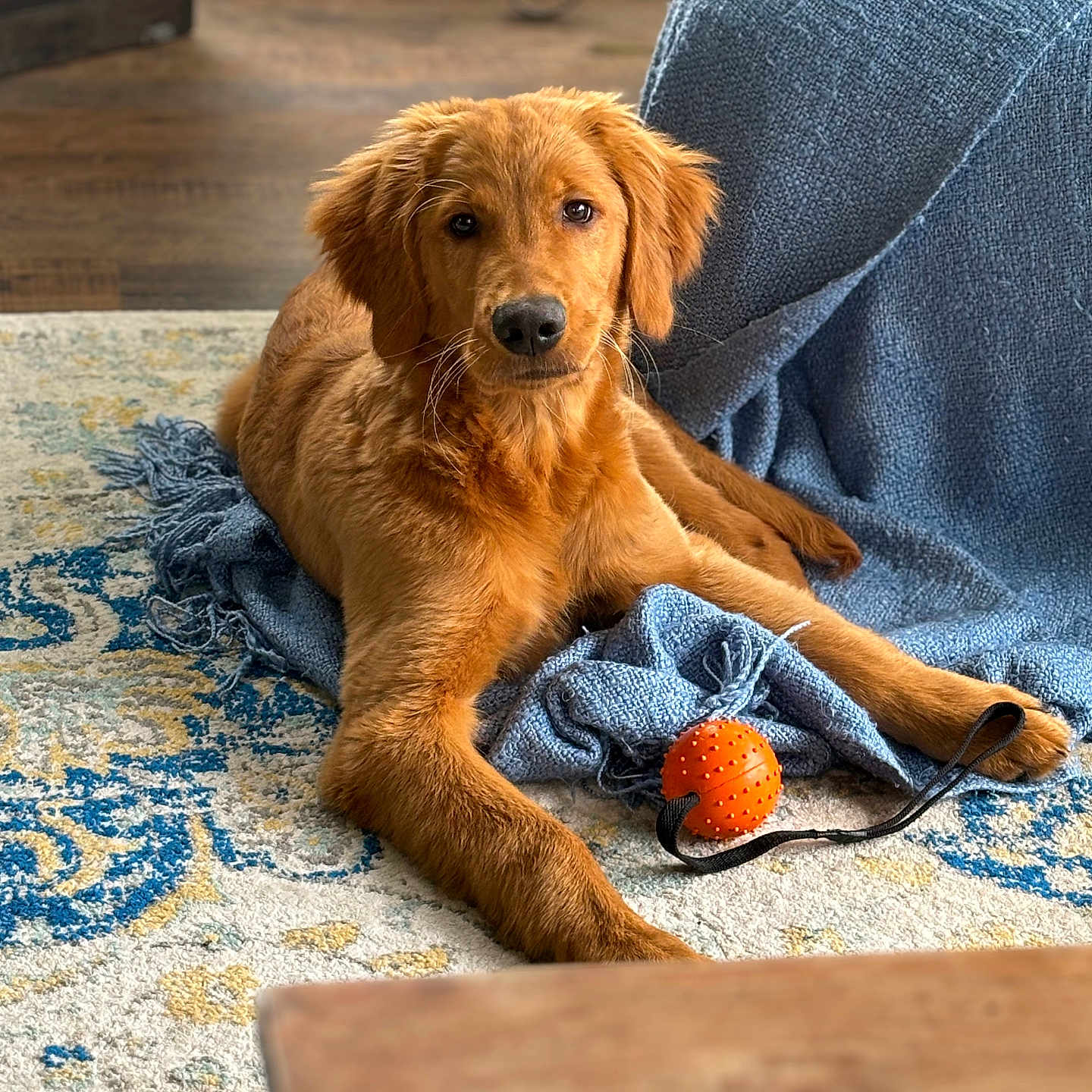 Flynn joined the competition — help win amazing prizes! animal, blanket, canine, cockerspaniel, couch, dog, dogbed, furniture, goldenretriever, hardwood, homedecor, hound, pet, puppy, sphere, terrier, towel, wood