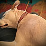 Biscuit joined the competition — help win amazing prizes! dog, sleeping, lap, collar, light_fur, indoor, wooden_floor, rustic, heart_shape, relaxation, comfort, pet, animal, resting, closeup, calm, jeans, texture, furniture, home