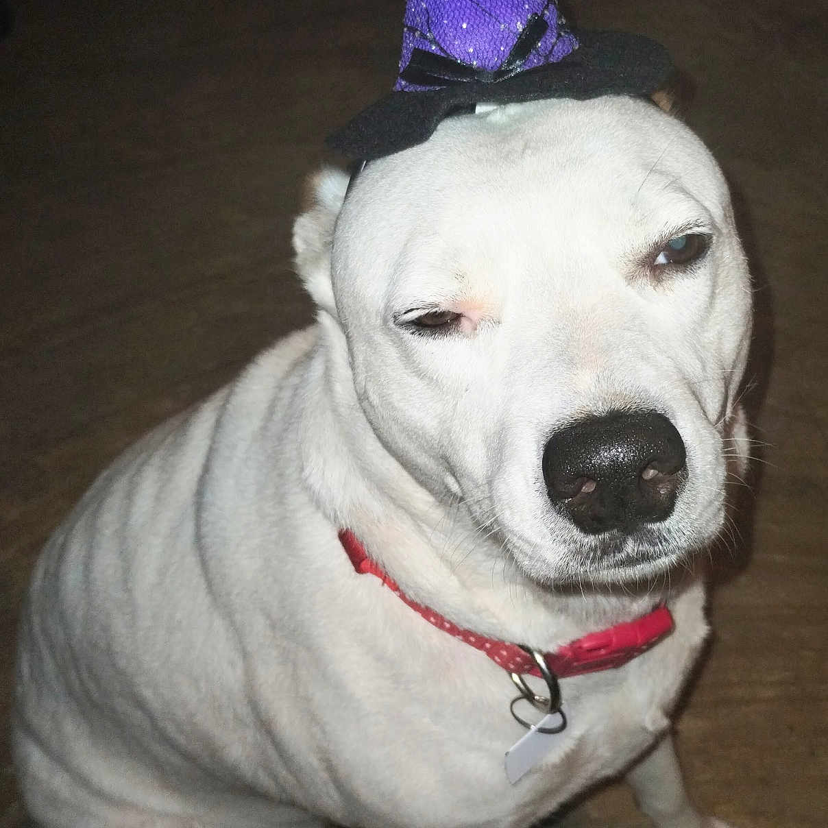 Biscuit is registered to the contest to win money with this photo: animal, close_up, collar, companion, costume, cute, dog, domestic_animal, funny_expression, house_pet, indoor, mammal, one_eye_closed, pet, portrait, purple_hat, sitting, white_dog, witch_hat, wooden_floor