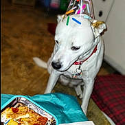 Biscuit is registered to the contest to win money with this photo: dog, party_hat, pizza, food, indoor, pet, white_dog, collar, floor, party, celebration, tray, pepperoni, cheese, tablecloth, napkin, blurred_background, home, cute, waiting