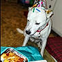 dog, party_hat, pizza, food, indoor, pet, white_dog, collar, floor, party, celebration, tray, pepperoni, cheese, tablecloth, napkin, blurred_background, home, cute, waiting